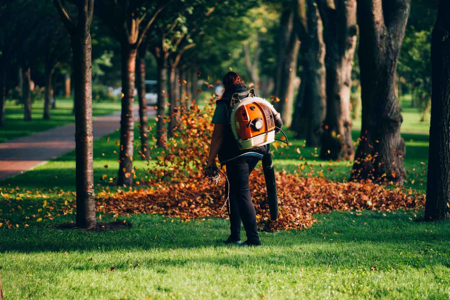 The Steps Involved in Our Tree Care Process in Sewaren, NJ